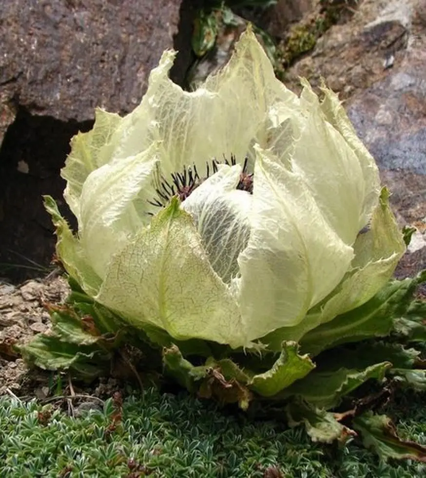 《加夫里洛夫探长2》-资源截图