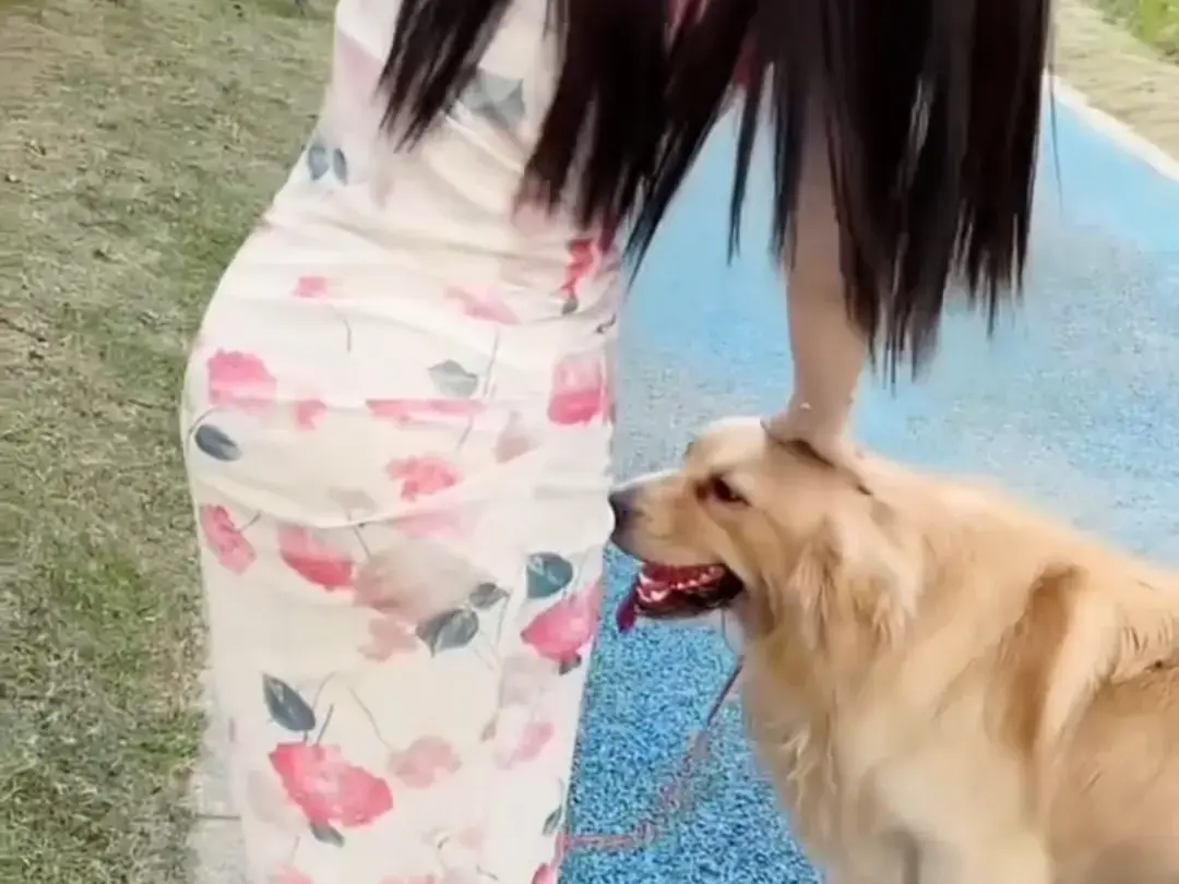 《抖音香香公主与爱犬金毛》爱犬金毛科普视频高清完整版在线观看，抖音香香公主直播回放网盘资源免费获取